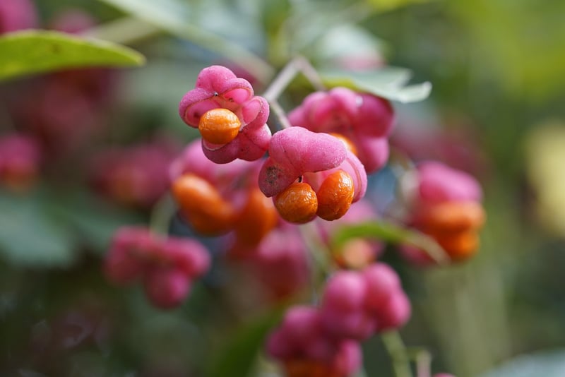 Superfood ingredients