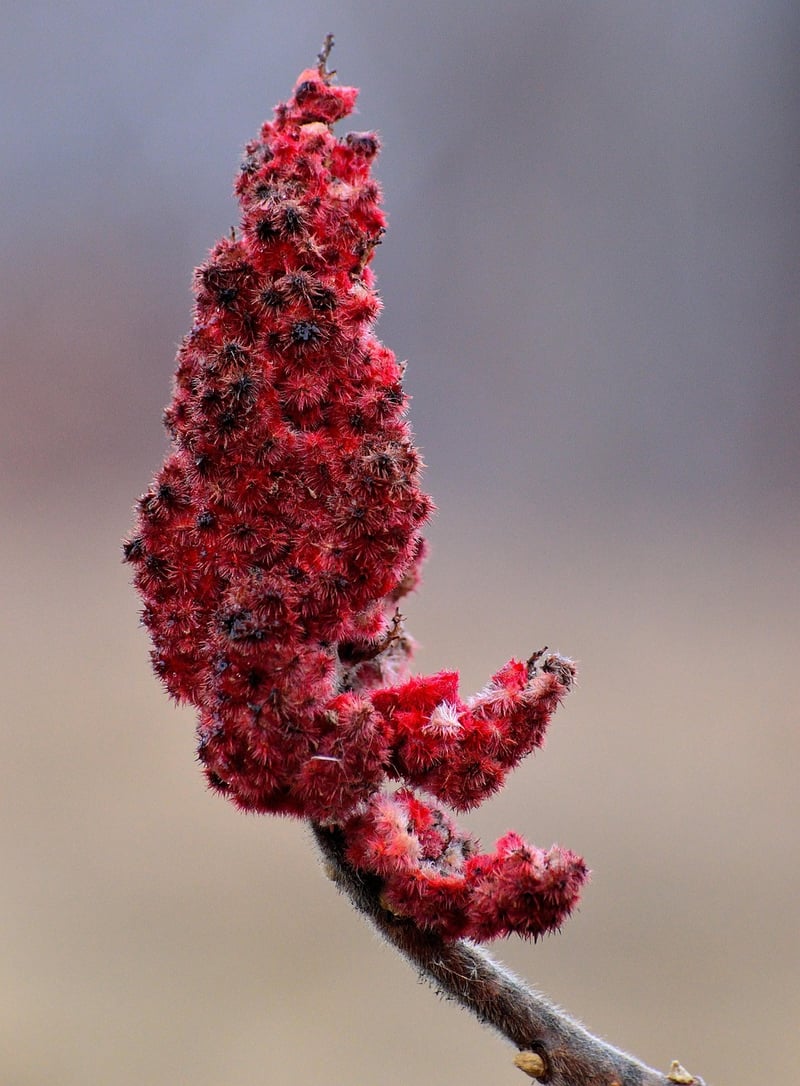 Sumac